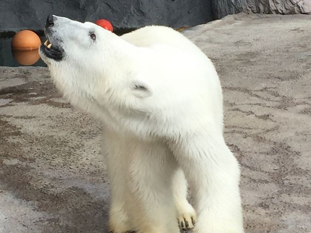 ���N�}�̃��f���E�H�[�N�i�΁j_���R������