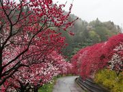 �~�L�Ă��[����̉ԓ����˂̒n(�͂Ȃ����X���j�̓��e�ʐ^3