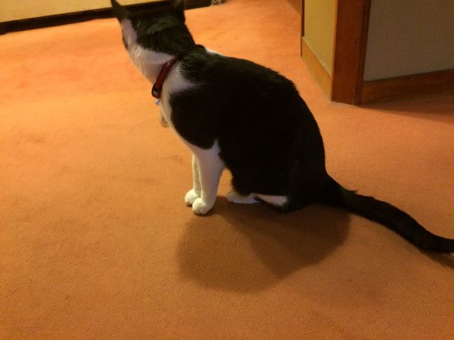 旅館の看板猫
とても可愛かった❗️_土湯温泉