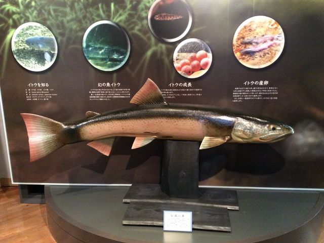 ���Q�l������C�g�E�̖ؒ�_���H�s�����W�]��