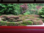 ���ǁ[����̑�r��(�H���뉀)�̓��e�ʐ^1