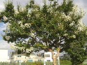 ߂ڂڂ̐ӔTؓ̓eʐ^1