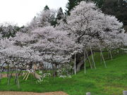 �Ȃב��Y����̉痴���̓��e�ʐ^3