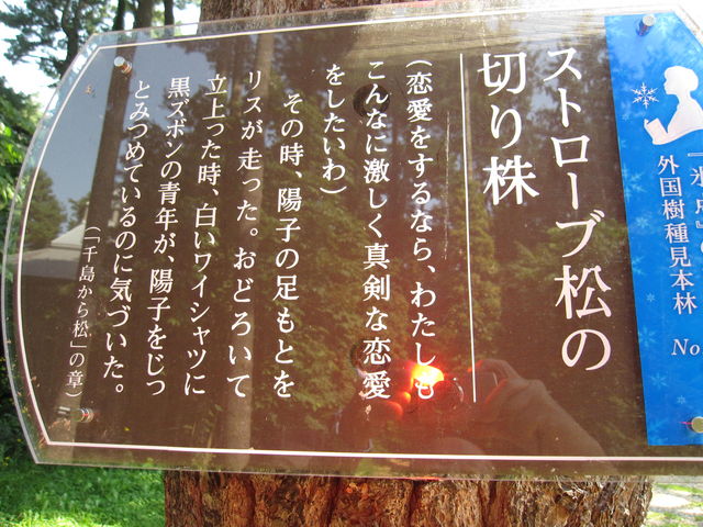 �O�Y���q�L�O���w��