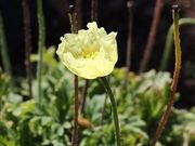 Ƃ񂳂̃VqiQV̓eʐ^1