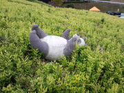 korikori̎ꌧ|̐X̓eʐ^3