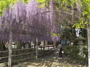 sklfh̎O_Ђ̍C̓̓eʐ^1