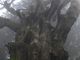 ルパン7777777さんの玉置山巨杉群の投稿写真3