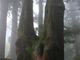 ルパン7777777さんの玉置山巨杉群の投稿写真4