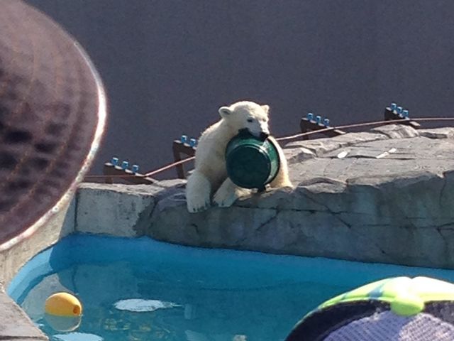 ��1�N�O�ɐ��܂ꂽ�k�ɌF�̎e�B������������ėV��ł��܂��B���̓��̓o�P�c�����C�ɓ���B_�~�R������