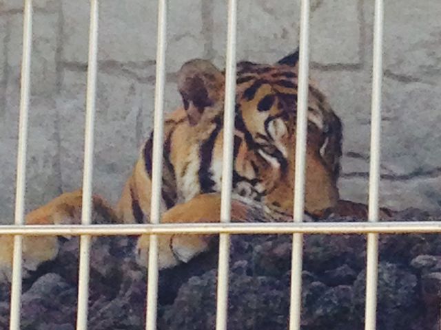 �g��_�b�{�s�V�T��������������