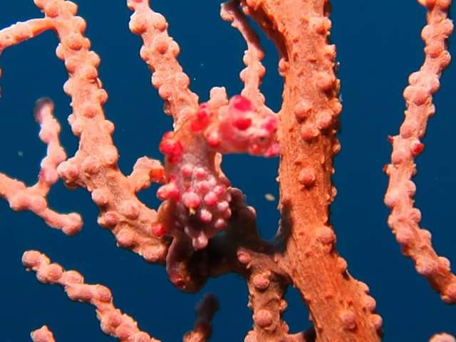 �_�C�r���O�ʐ^���̂R_�X���[���C�t�}�����T�[�r�X