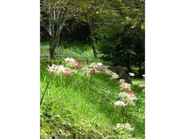 ����������Ƃ���ɔފ݉Ԃ��Q��_�����ˌÕ�