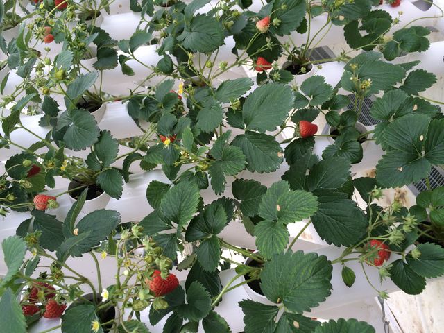 ������_Eitoku Farm �������� �y�舤�`���Ƃȁ`�z