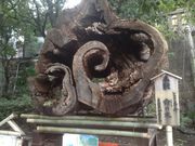 Sakamoto119����̍��Ë{�y���Ð_�Ёz�̓��e�ʐ^4