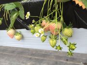 ݂̂񂳂T-BERRY FARM̓eʐ^2