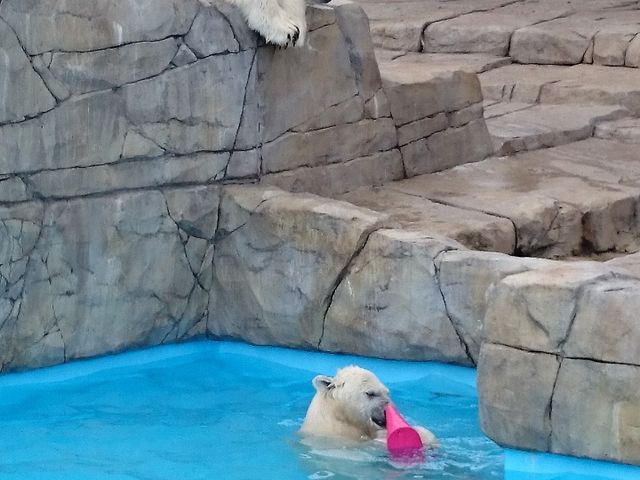 �ЂƂ�V�т��Ă݂�_�~�R������