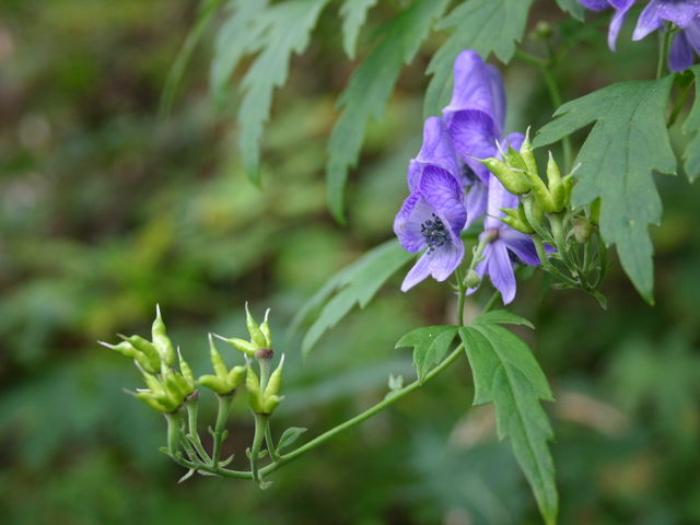 �ғł̃g���J�u�g_�эj�R