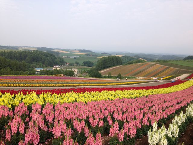 �����ȉԂ̐F���Y��I_�l�G�ʂ̋u