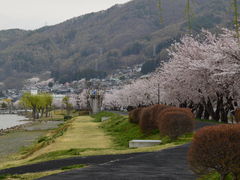 プーさんさんの諏訪湖畔の桜の投稿写真1