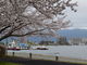 プーさんさんの諏訪湖畔の桜の投稿写真1