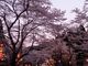 レムリアさんの寺尾ケ原千本桜の投稿写真1