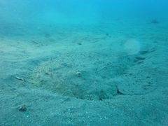 Ƃ񂳂̃_CrOVbvMIUւ̓eʐ^1