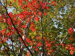 C_C̑PܘY̑ւ̓eʐ^1