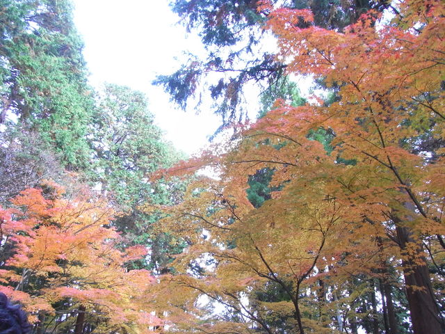 2010�N11�����ł����g�t�Ɨ΂̑g�ݍ��킹���f�G�ł��B_���c�_��