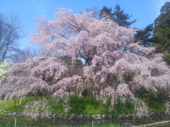 michiruさんの京都府立植物園の投稿写真1