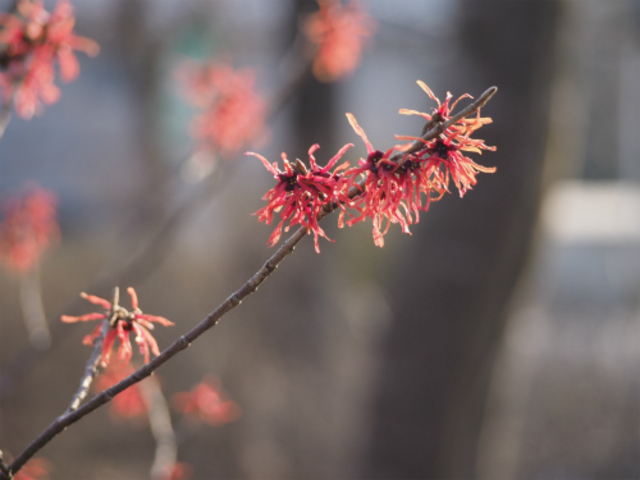 �����ˋ󂳂�̉ԔV�]�̋��̓��e�ʐ^3