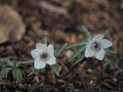 �����ˋ󂳂�̉ԔV�]�̋��̓��e�ʐ^1