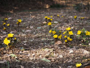 �����ˋ󂳂�̉ԔV�]�̋��̓��e�ʐ^2