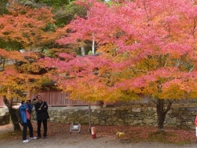 山門入ってすぐの広場の紅葉_神護寺