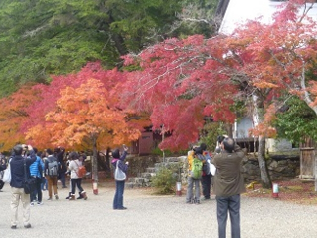 目を見張るほどの紅葉_神護寺