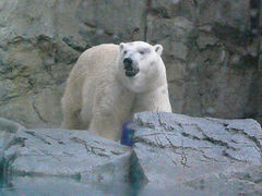 シロクマの豪太くんがいる水族館 - 男鹿水族館GAOのクチコミ - じゃらんnet