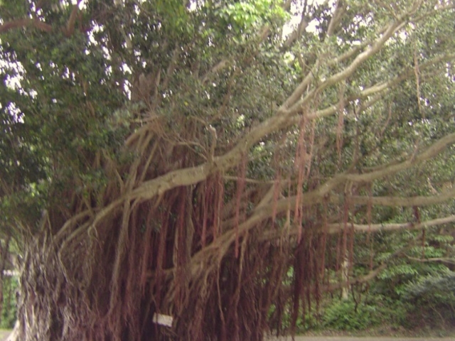 ソテツ自生地】アクセス・営業時間・料金情報 - じゃらんnet