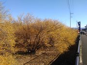 ܂邳̂낤΂̋̓eʐ^1