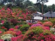 ao10̉Dω̃ccW̓eʐ^1