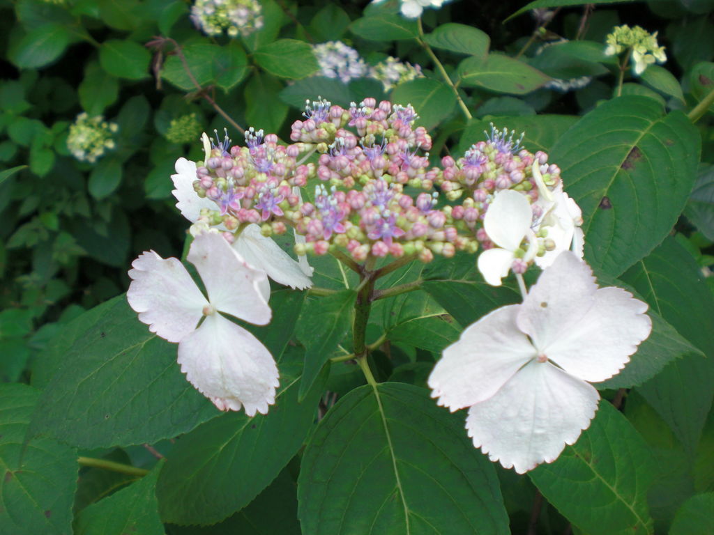 大滝山福生寺西法院の紫陽花