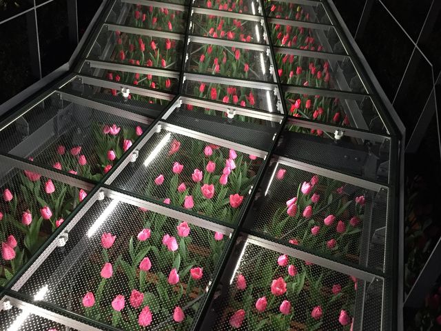 Flower Lagoon_������