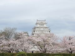 姫路城と桜_姫路城の桜