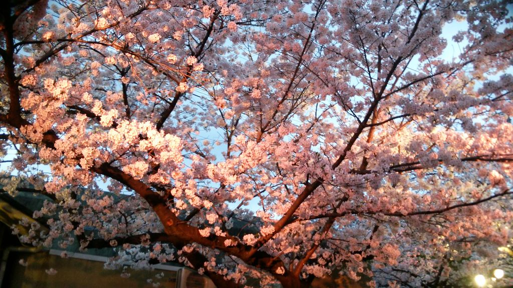 18 関西のお花見 桜名所おすすめ30選 きれいな桜を見に行こう 2 じゃらんnet