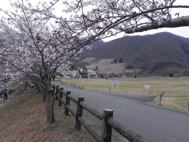 �}�L�m�������򂳂炳