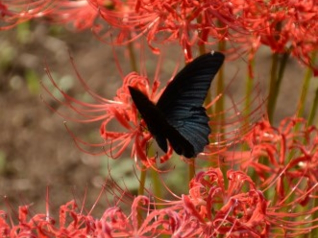 黒いアゲハ蝶がたくさん舞ってモデルになってくれました_結縁寺の彼岸花
