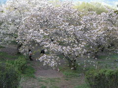 ゆっこちゃんさんの美の山公園の桜への投稿写真1