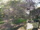 ゆっこちゃんさんの美の山公園の桜の投稿写真1