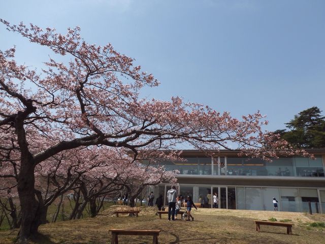 ガラス張りのカフェからも桜が見れます_西行戻しの松公園の桜