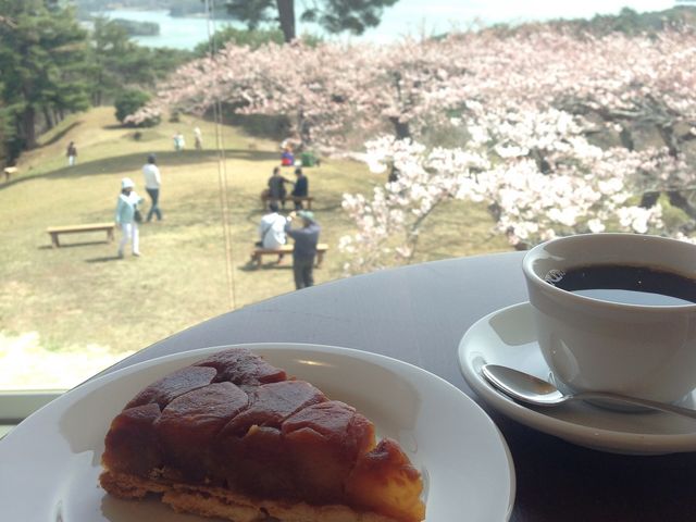 コントラストが美しい_西行戻しの松公園の桜