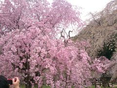 ムクさんの秩父清雲寺のしだれ桜の投稿写真1